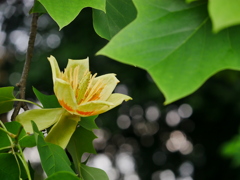 花 2005316