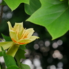 花 2005316