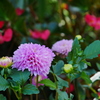 花 2009084