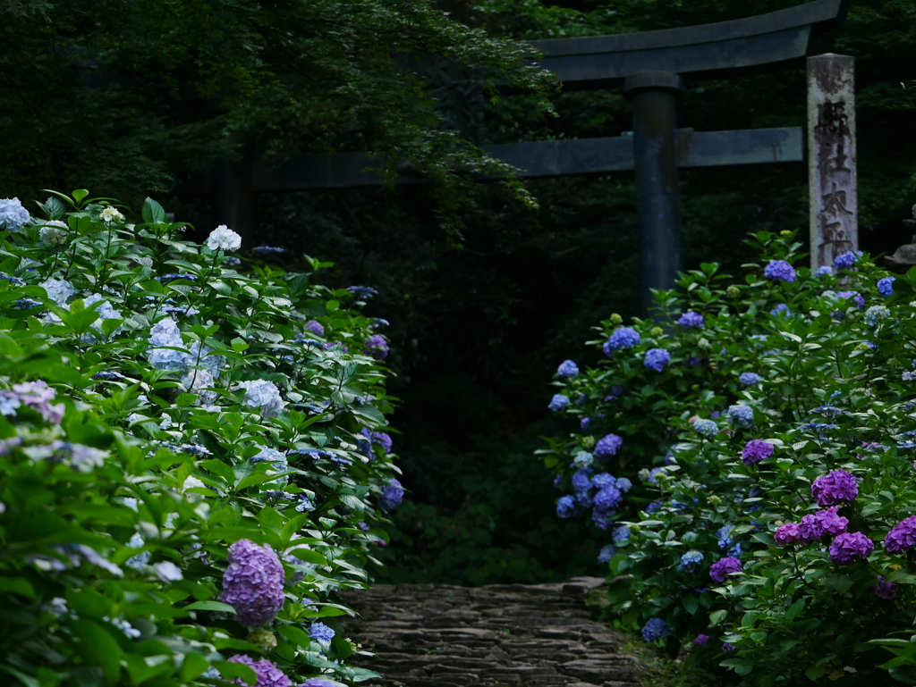 アジサイ 20062920