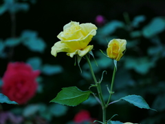 花 2005213