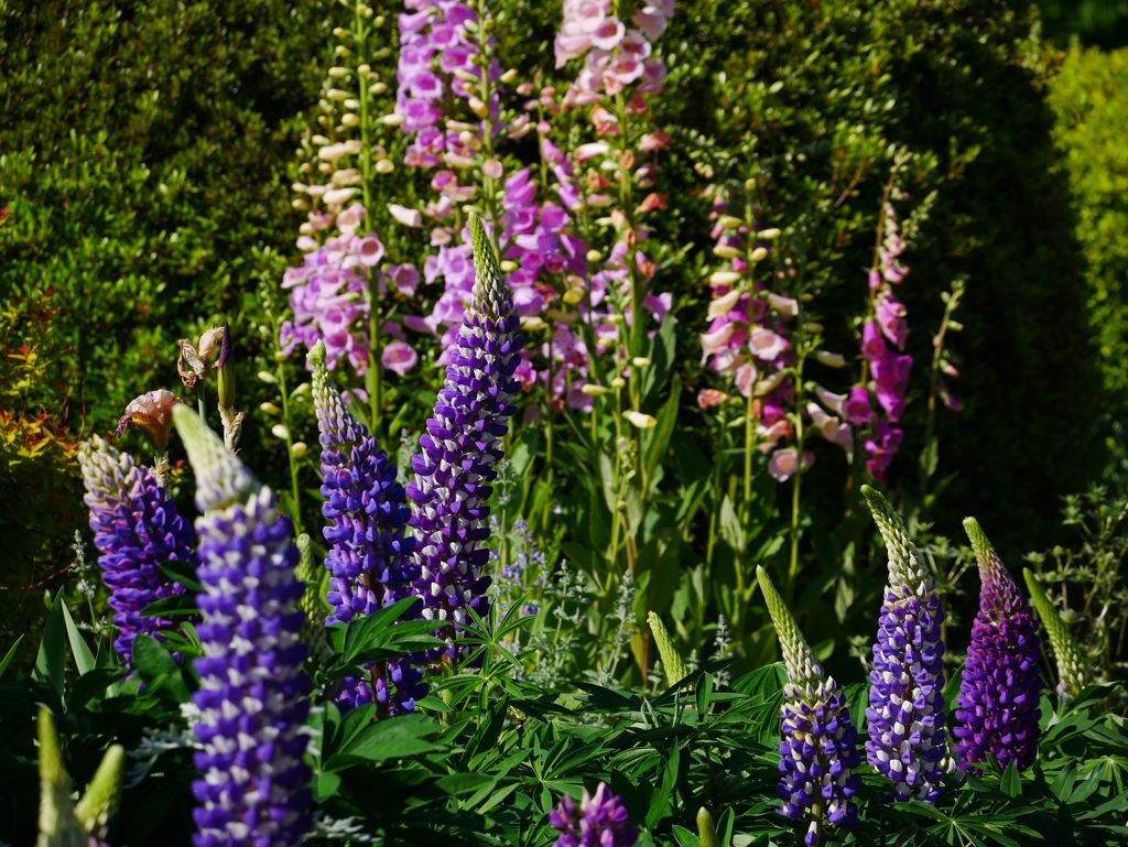 花 2005113