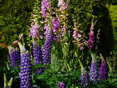 花 2005113