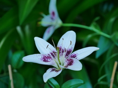 花 2006086
