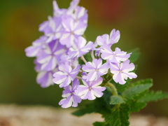 花 20052516