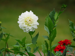 花 20073112