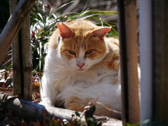 猫 1912299