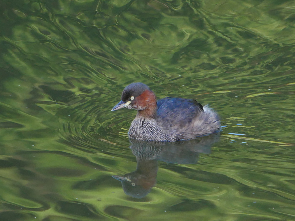 カイツブリP6560836