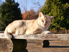 猫 19121624