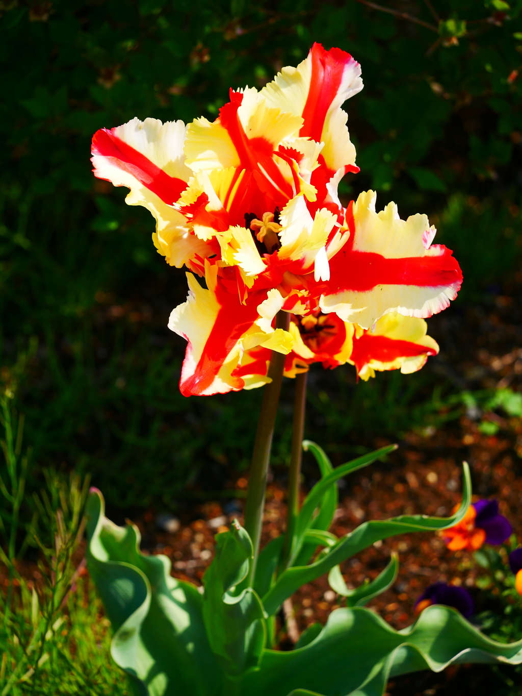 チューリップ 2004253