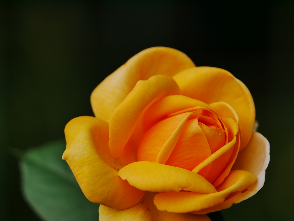 20100129