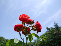 花 2006159