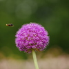 昆虫 2005251