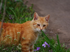 猫 2003231