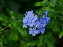 花 2007203