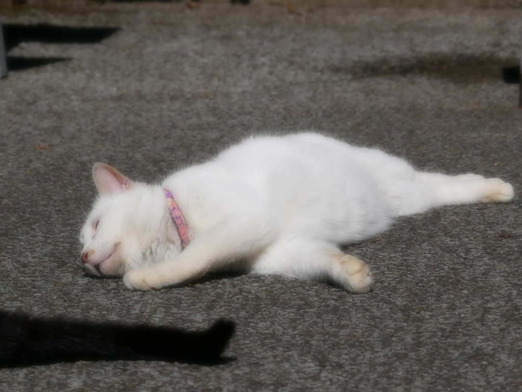 猫 20022111