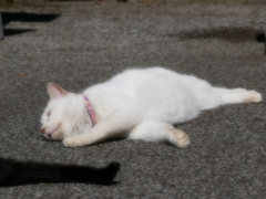 猫 20022111