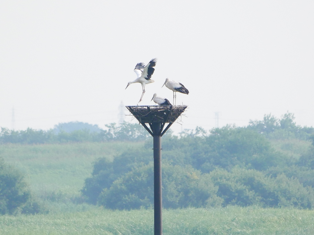コウノトリ 2007221