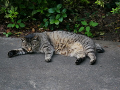 猫 20080416