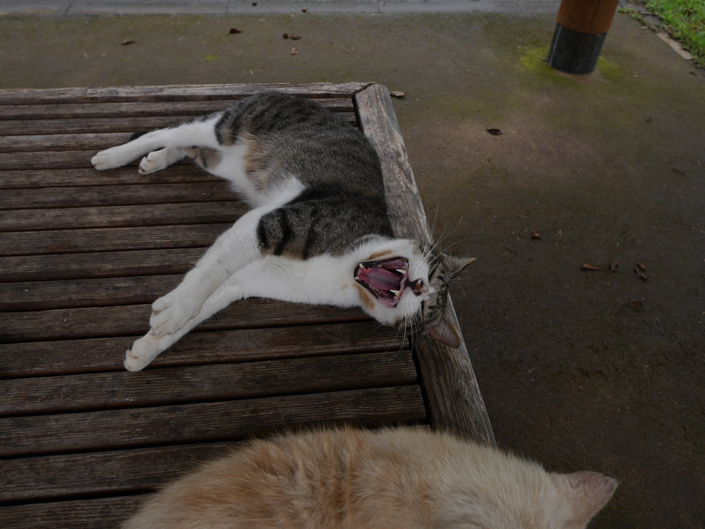 猫 20071020