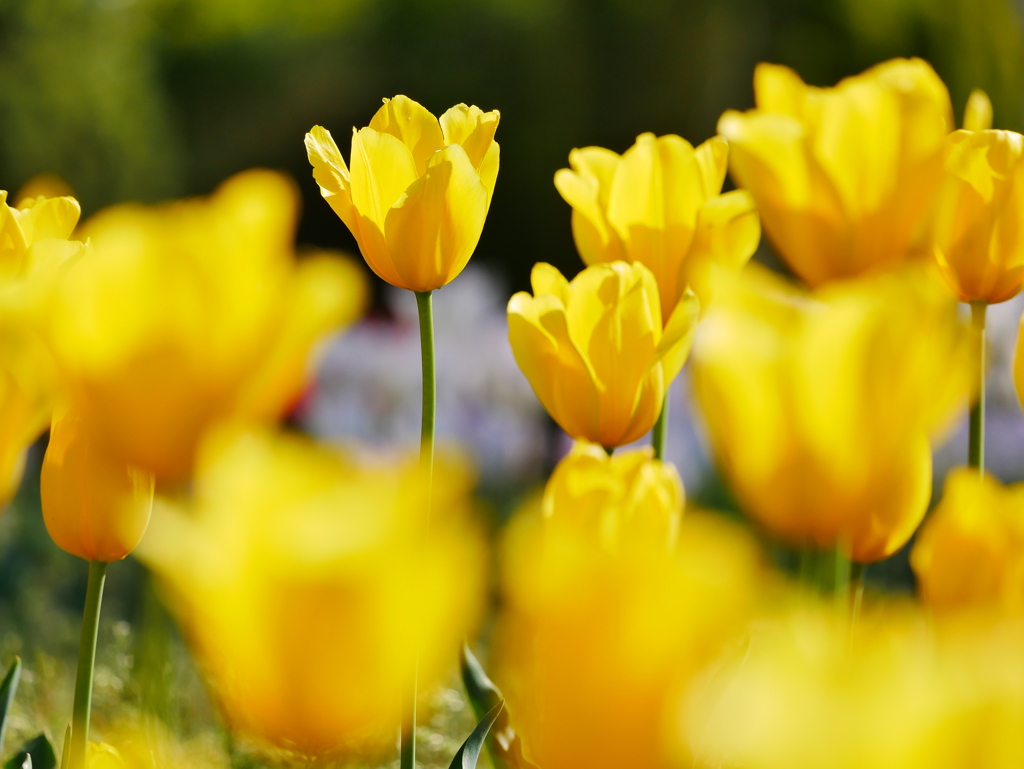 チューリップ 20042510