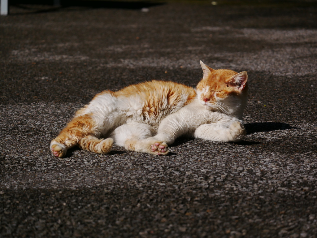 猫 2002213