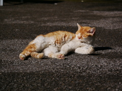 猫 2002213