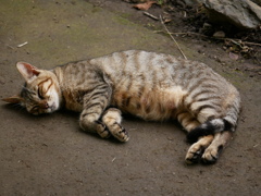 猫 20071012