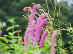 花 2007315