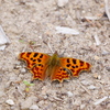 昆虫 2008284