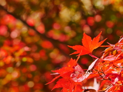 紅葉　191119