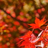 紅葉　191119