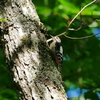 アカゲラ 2008281