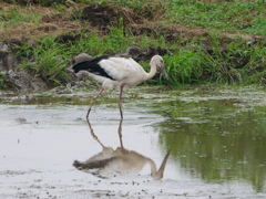 コウノトリ 2007223