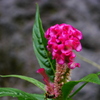 2009094