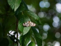 昆虫 2006262