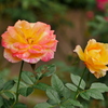 20100130