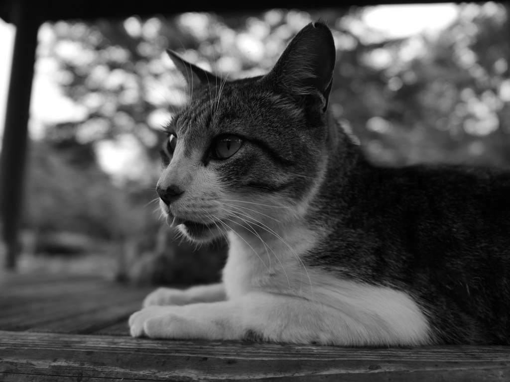 猫 20071018