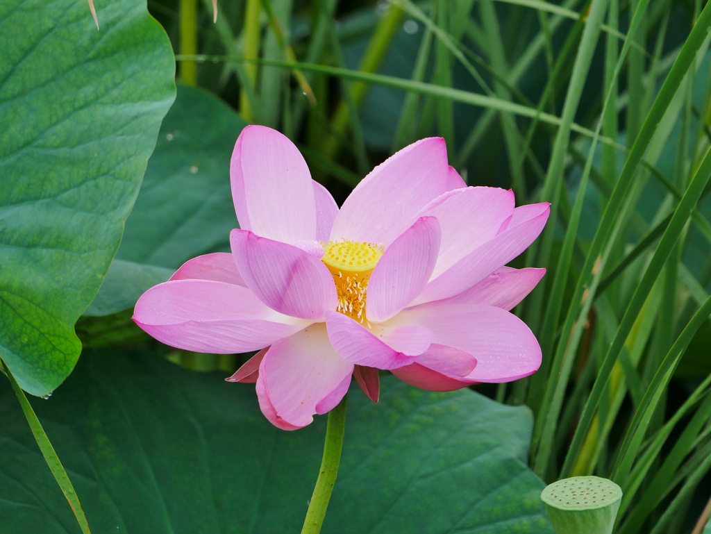 花 2007101