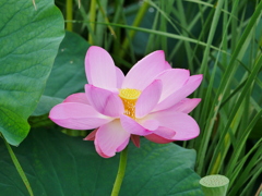 花 2007101