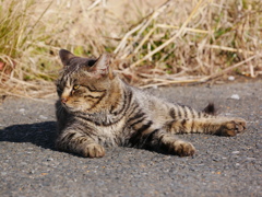 猫 2001303