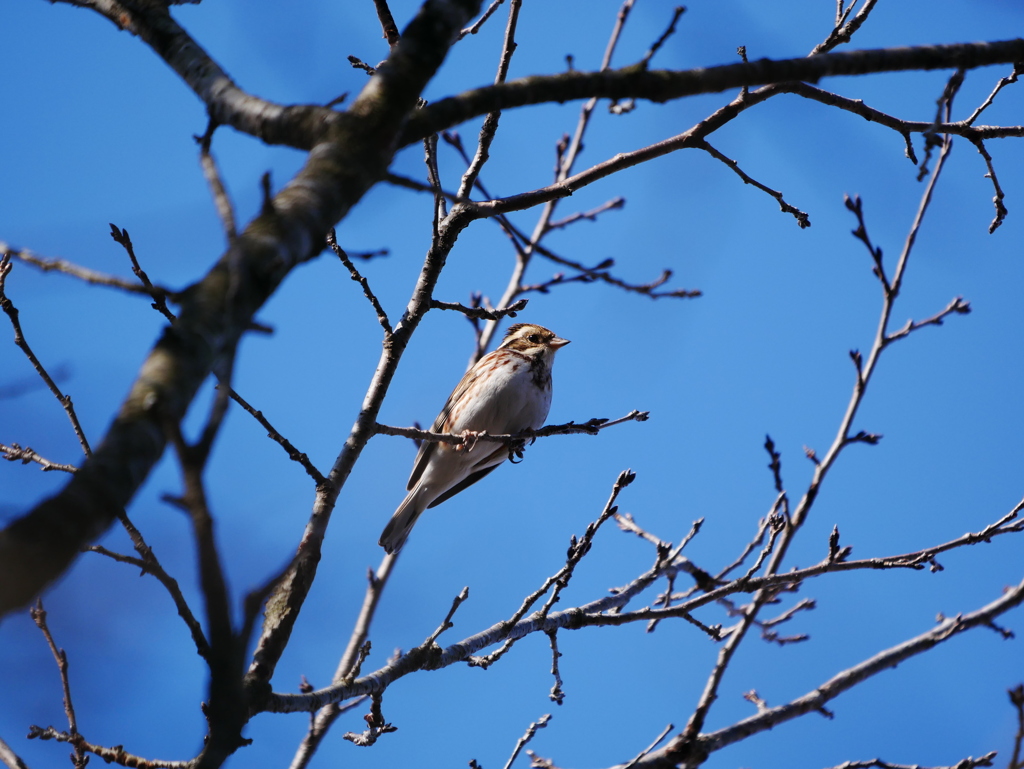 カシラダカ 2001141