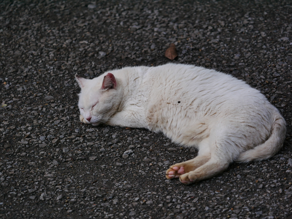 猫 20080410