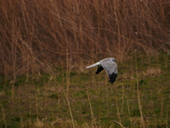 ハイイロチュウヒ 2003131