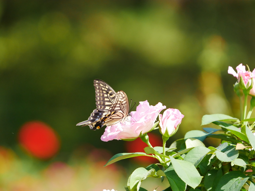 昆虫 2009089