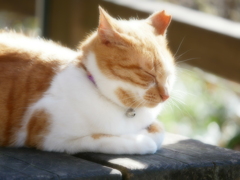 猫 1912298