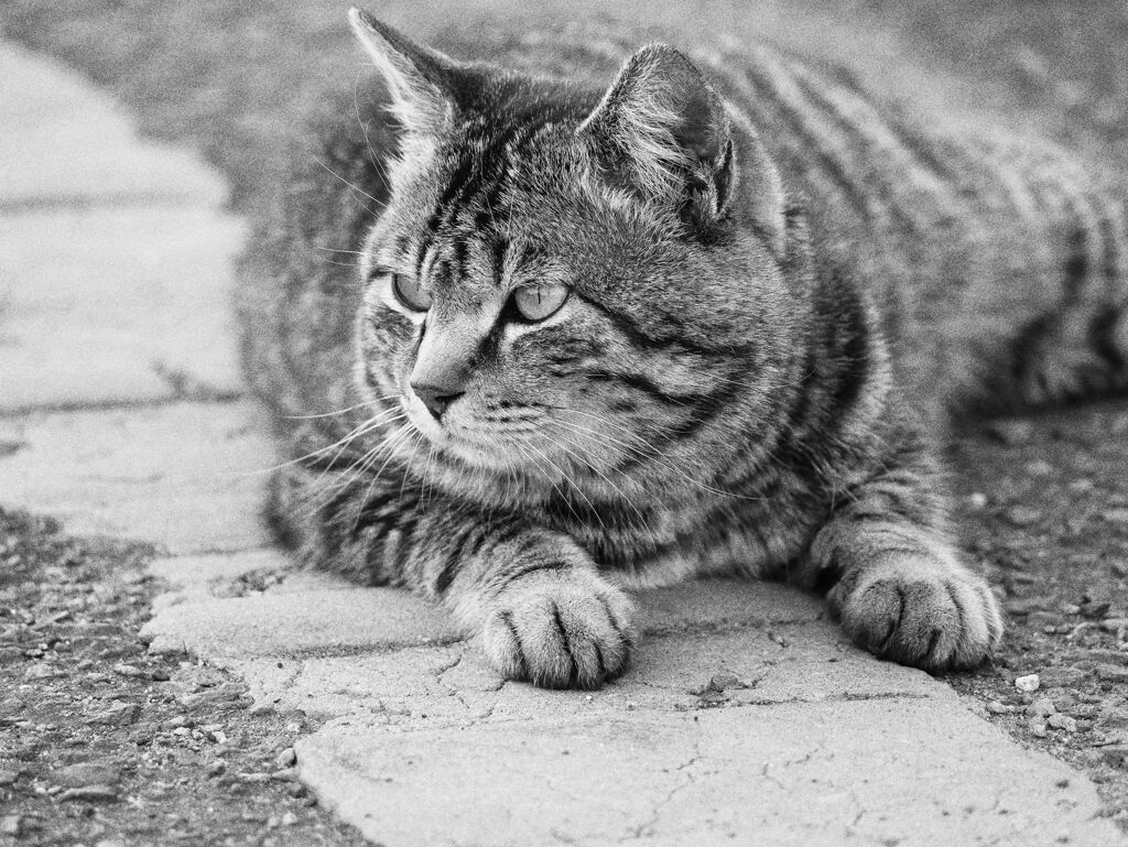 猫 2003096