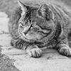猫 2003096