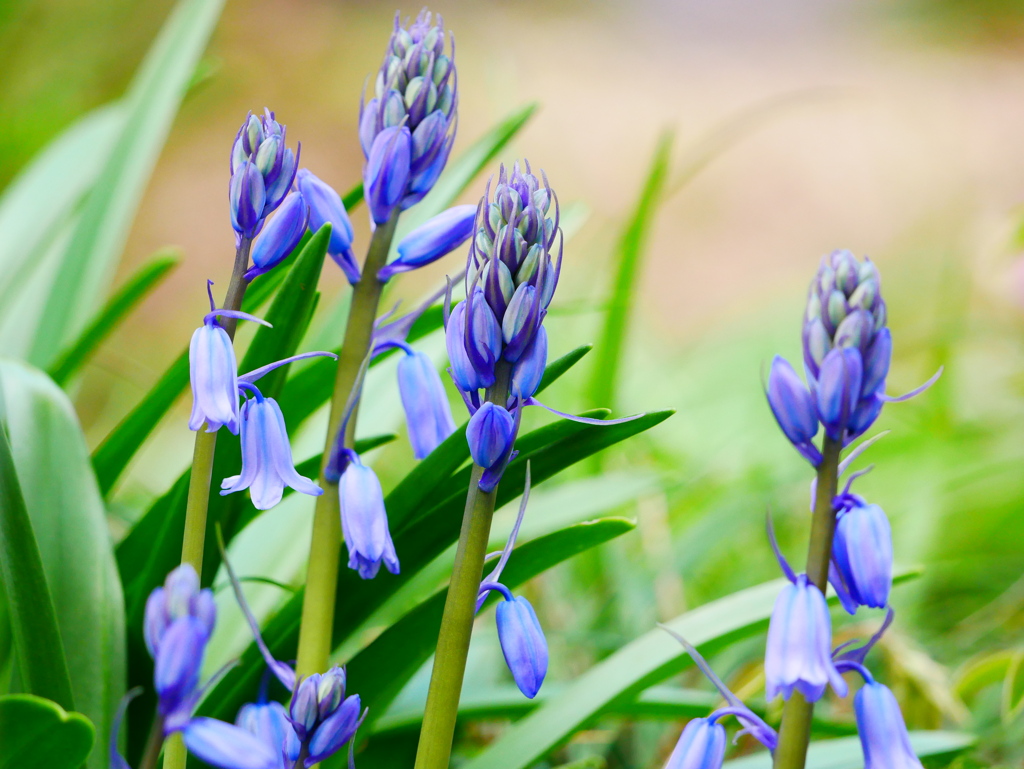 ツリガネズイセン 2004241