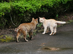 猫 20071015